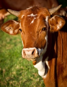 Vache