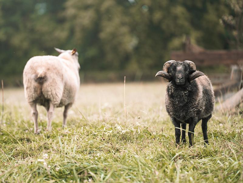 Image de couverture de Sanctuaire du Château